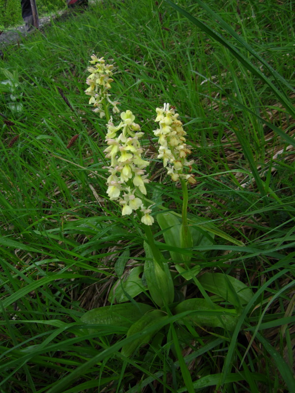 Orchis x plessidiaca Renz.